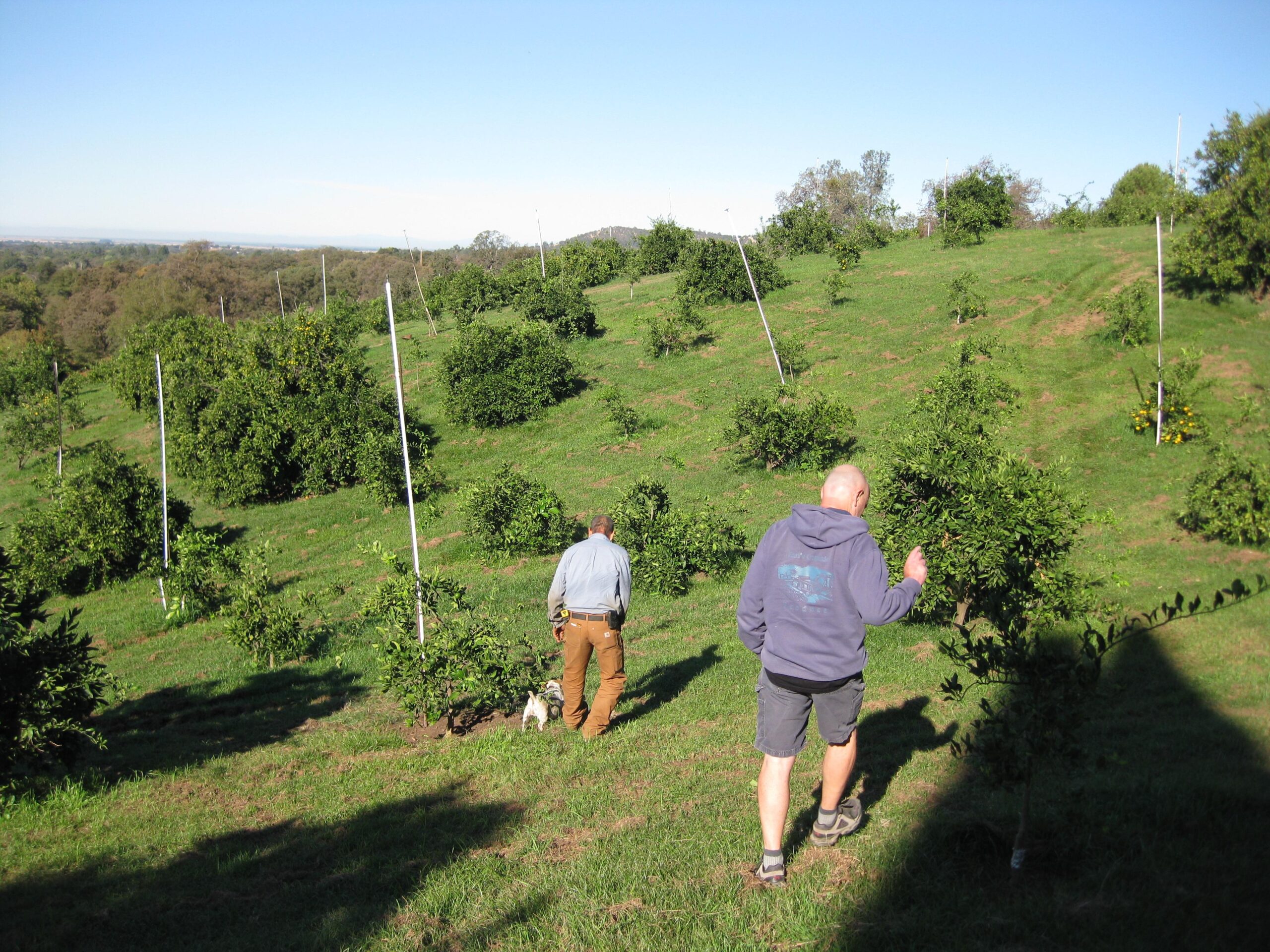 Earl on the right walking the Side Hill Citrus Satsuma Orchards with grower and CCOF       Board Member Rich Ferreira