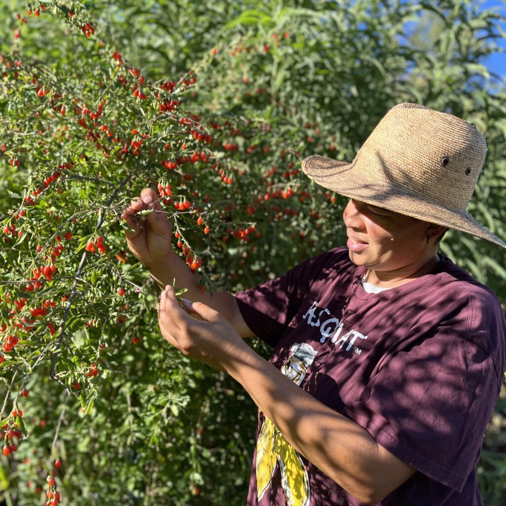 Oriana Bolden Sierra Saffron & Herb Co tends a large bush crop.