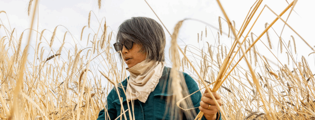 Organic farmer harvesting golden grain by hand during transition to certified organic production.