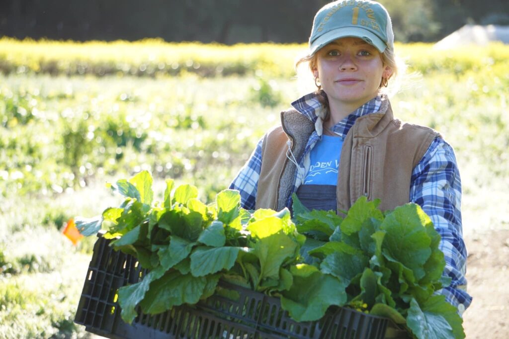 Katie Huddleston, farmer, gathers greens in the field